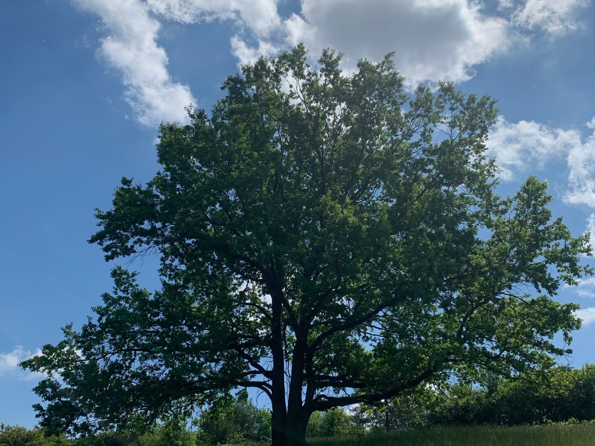 Erfülltes Herz vs. ängstlicher&nbsp;Verstand